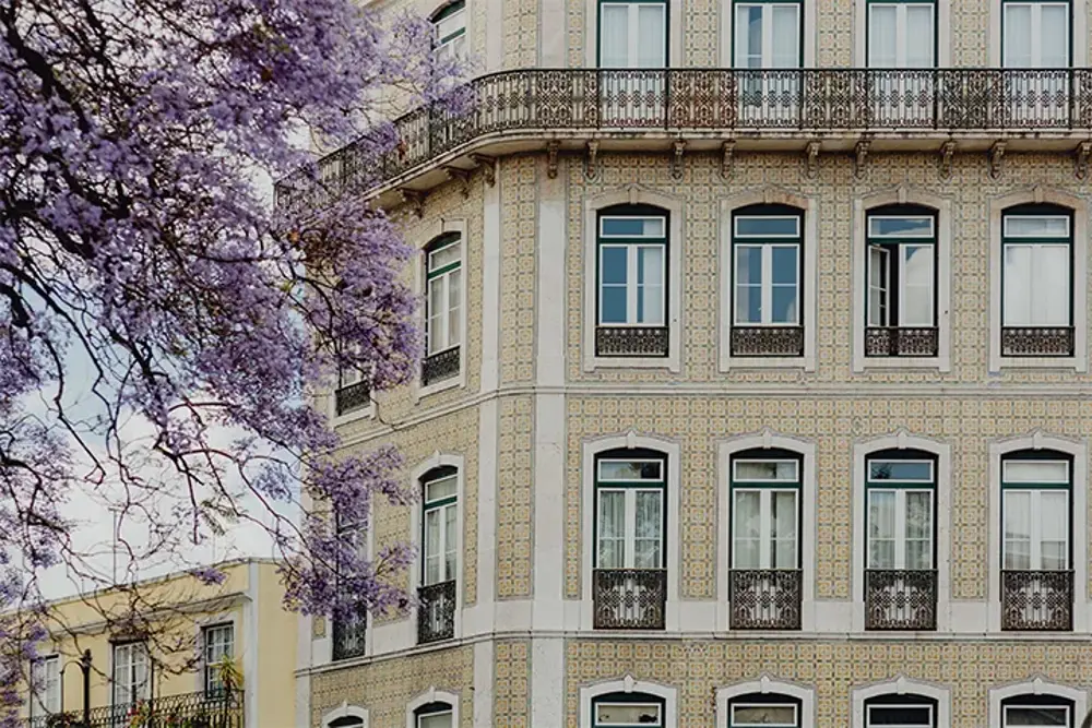Kaklad fasad med smidesbalkonger bakom ett blommande jakarandaträd